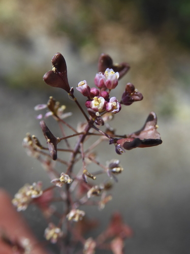 Capsella rubella (Red shepherd’s purse) — photo