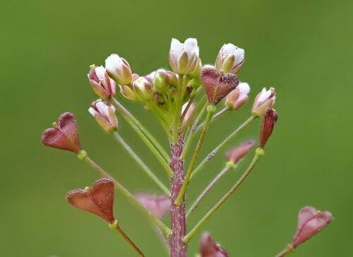 Capsella rubella