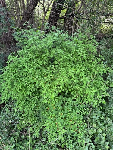 Capsicum annuum
