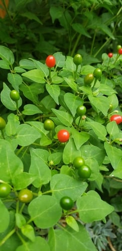 Solanaceae
