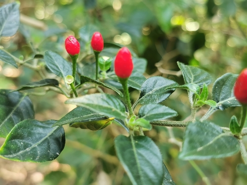 Capsicum annuum var. conoides (Cone peppers) — photo