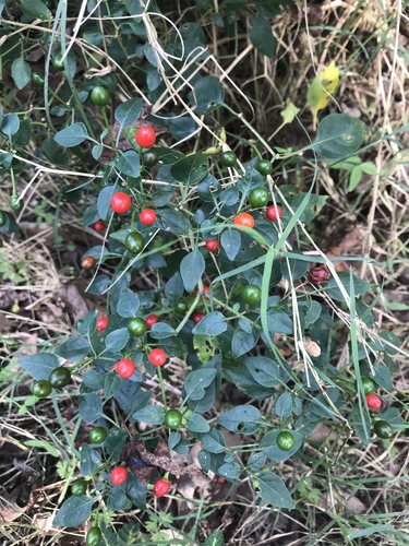 Capsicum annuum var. longum (Long peppers) — photo