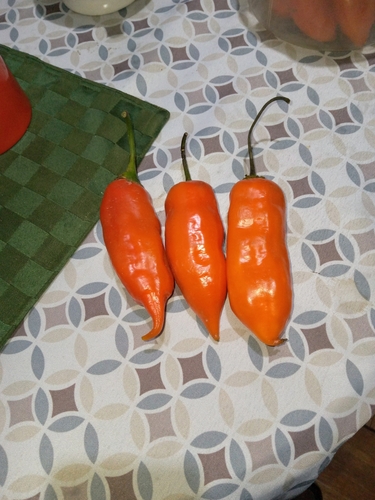Capsicum baccatum (Peruvian pepper) — photo