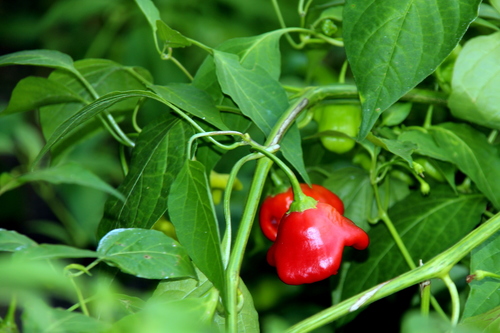 Capsicum baccatum (Peruvian pepper) — photo
