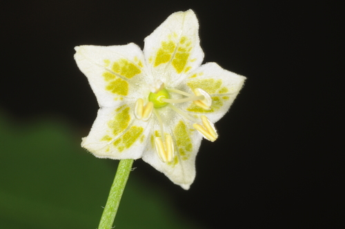 Capsicum baccatum