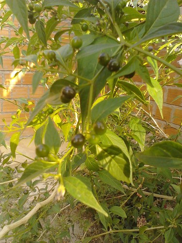 Capsicum cardenasii (Ulupica) — photo