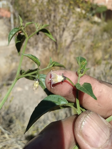 Capsicum cardenasii (Ulupica) — photo