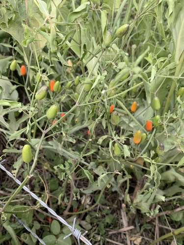 Capsicum chacoense (Chaco pepper) — photo
