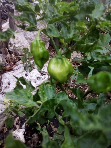 Capsicum chinense (Bonnet pepper) — photo