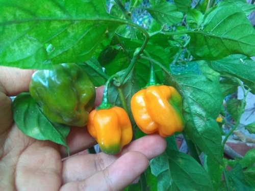 Capsicum chinense (Bonnet pepper) — photo