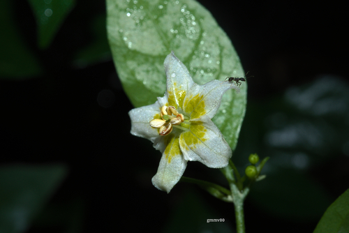 Capsicum flexuosum — photo