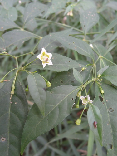 Capsicum flexuosum — photo