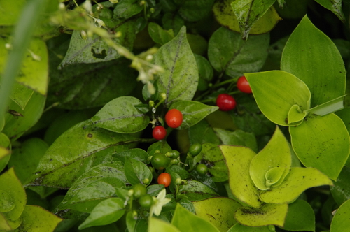 Capsicum frutescens (Bird's eye chillies) — photo