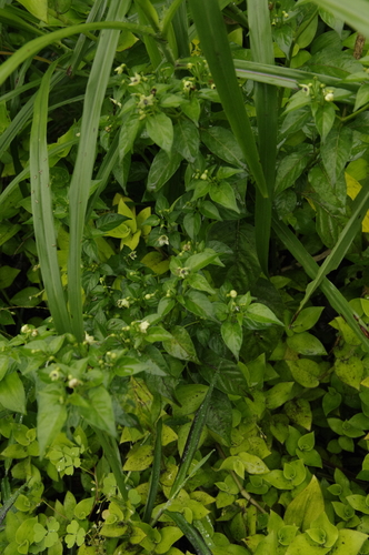 Capsicum frutescens (Bird's eye chillies) — photo