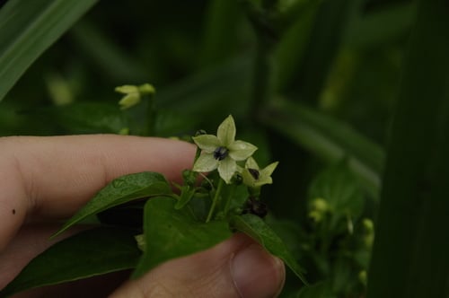 Capsicum frutescens