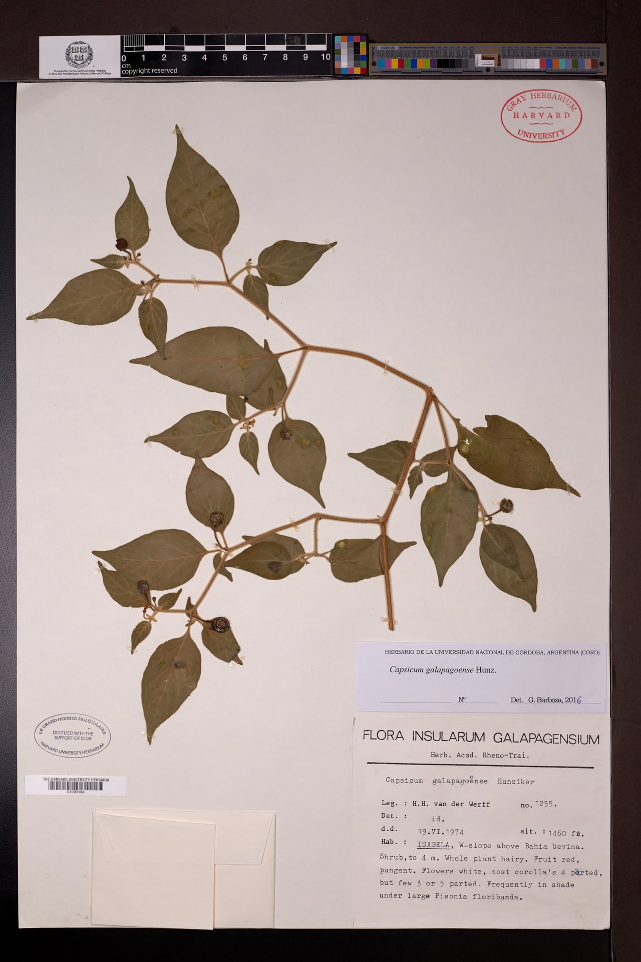 Capsicum galapagoense (Galapagos Islands pepper) — photo