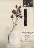 Capsicum galapagoense