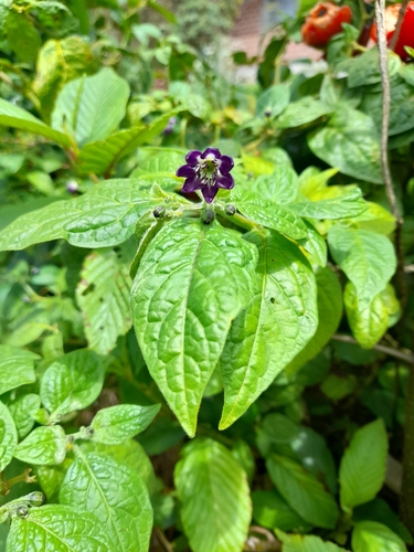 Capsicum pubescens (Rocoto) — photo