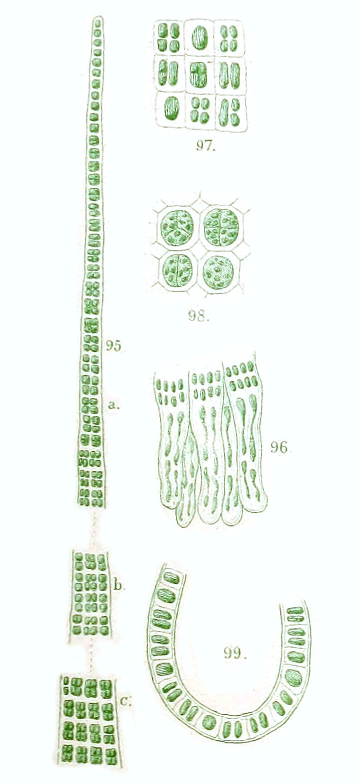 Capsosiphonaceae