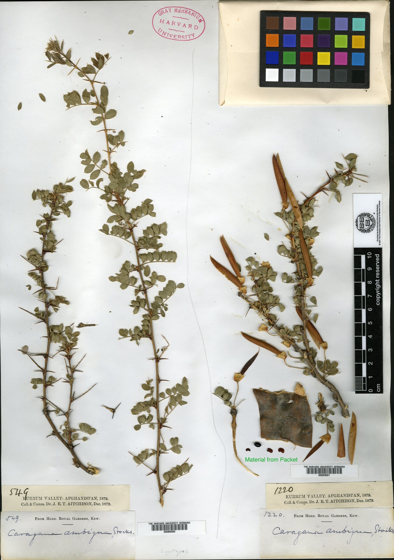 Caragana ambigua (Shinalak) — photo