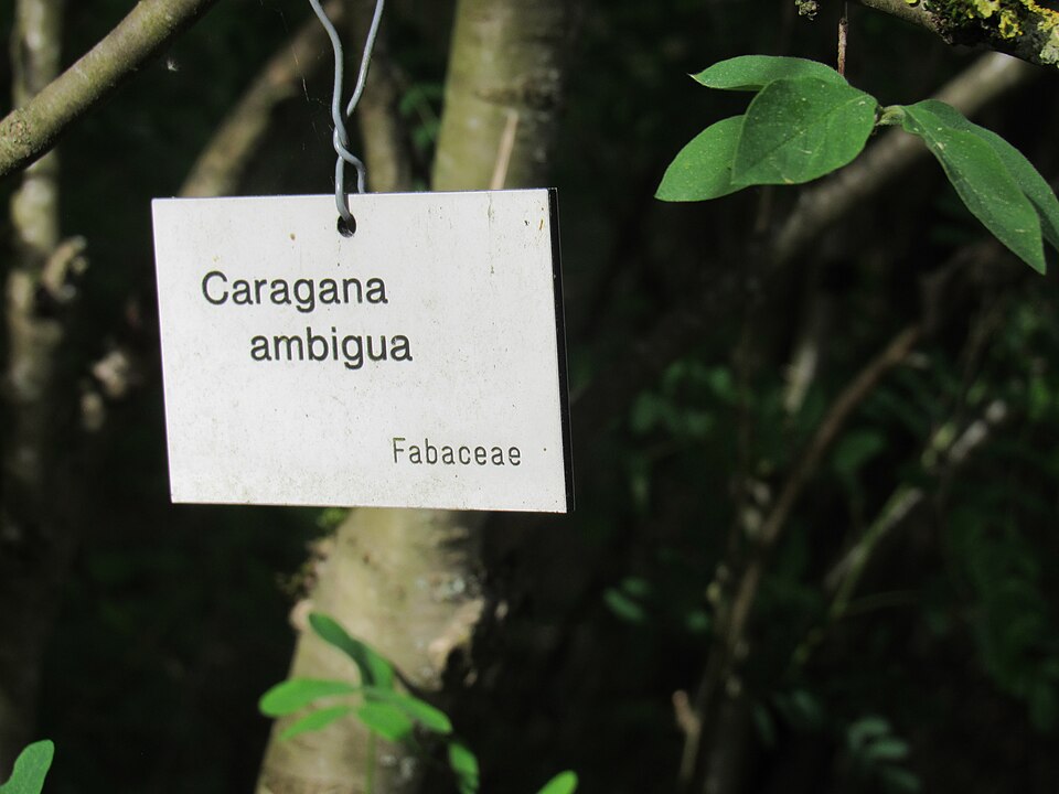 Caragana ambigua