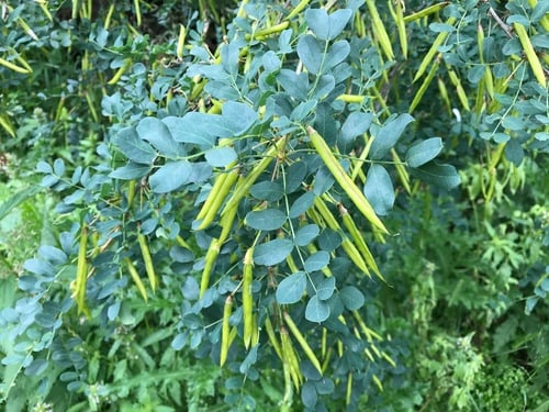 Caragana arborescens (Siberian pea shrub) — photo