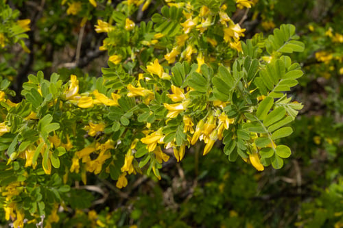 Caragana arborescens (Siberian pea shrub) — photo