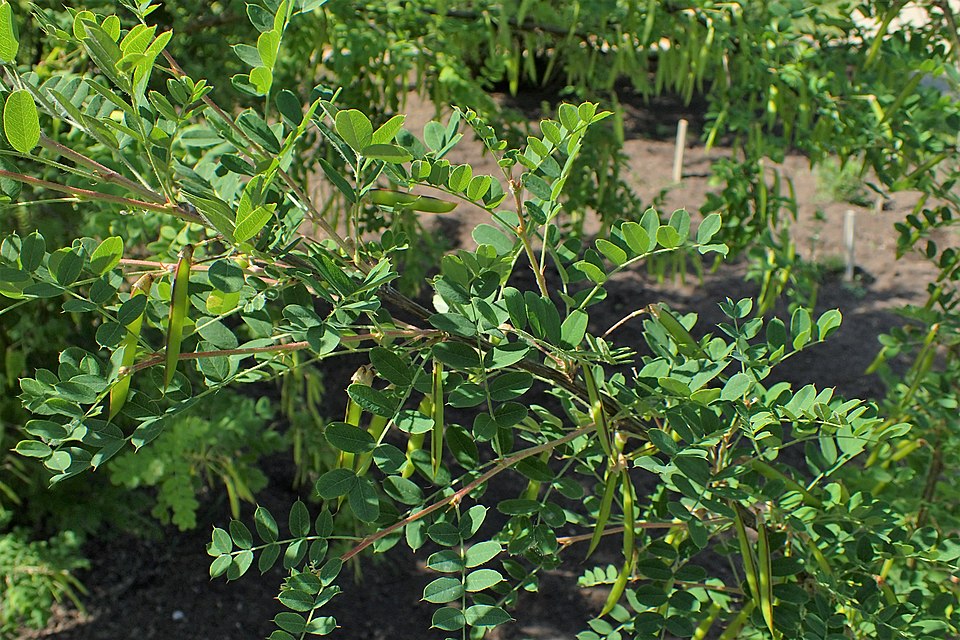 Caragana boisii — photo