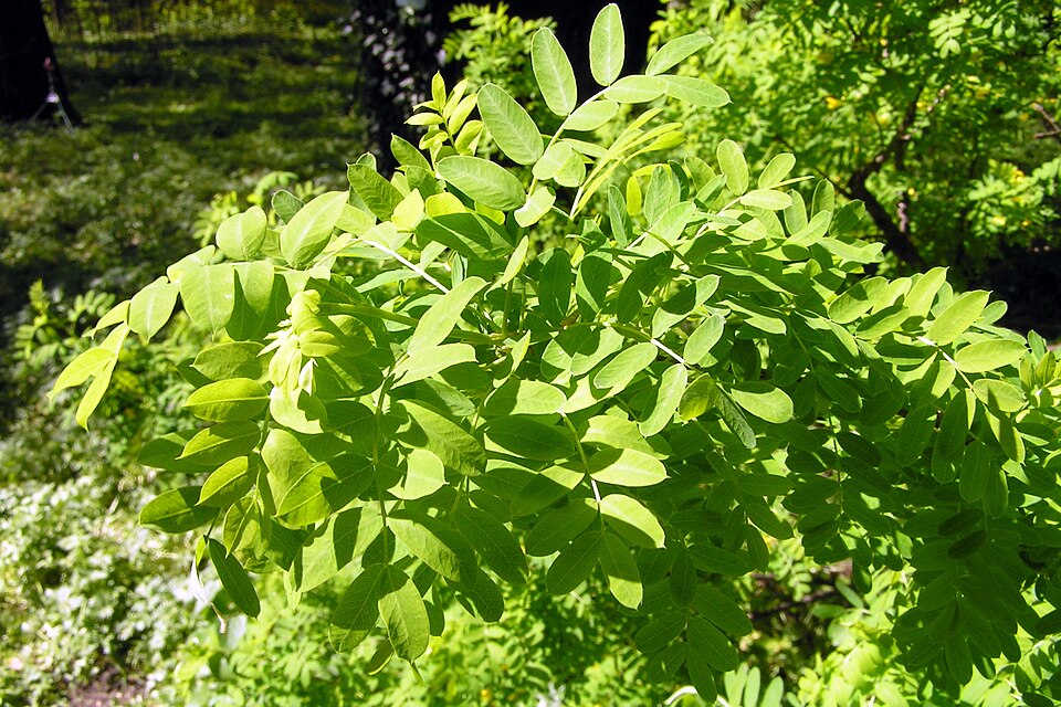 Caragana boisii