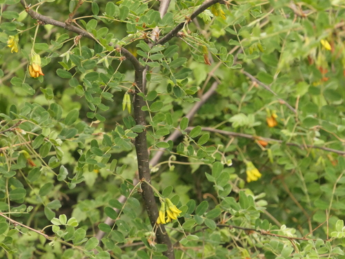 Caragana brevispina (Bebali kanda) — photo