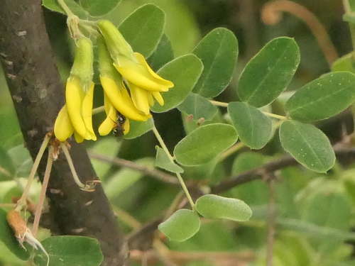 Caragana brevispina (Bebali kanda) — photo