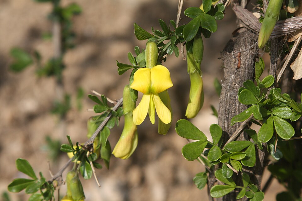 Caragana chamlagu