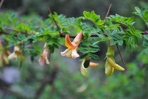 Caragana franchetiana