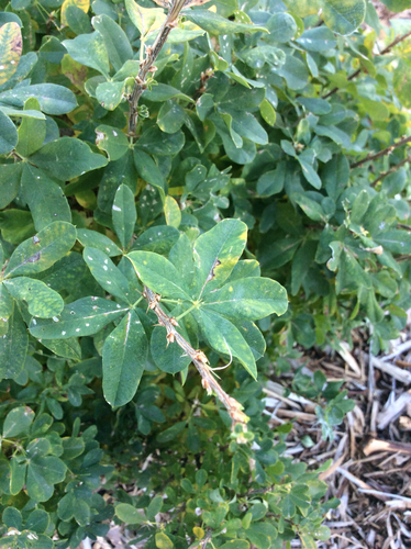 Caragana frutex (Russian pea shrub) — photo