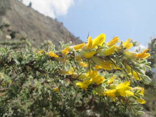 Caragana gerrardiana