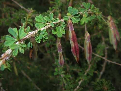 Caragana opulens