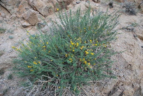 Caragana pygmaea — photo