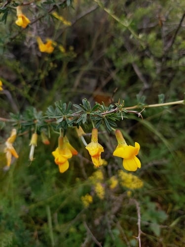 Caragana pygmaea