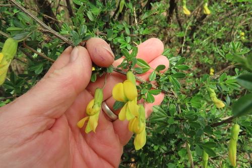Caragana sinica — photo