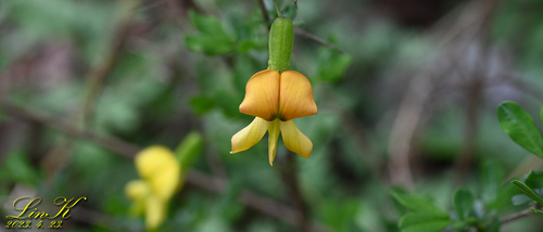 Caragana sinica — photo
