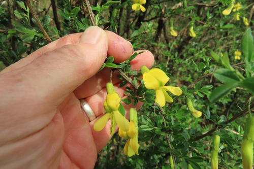 Caragana sinica