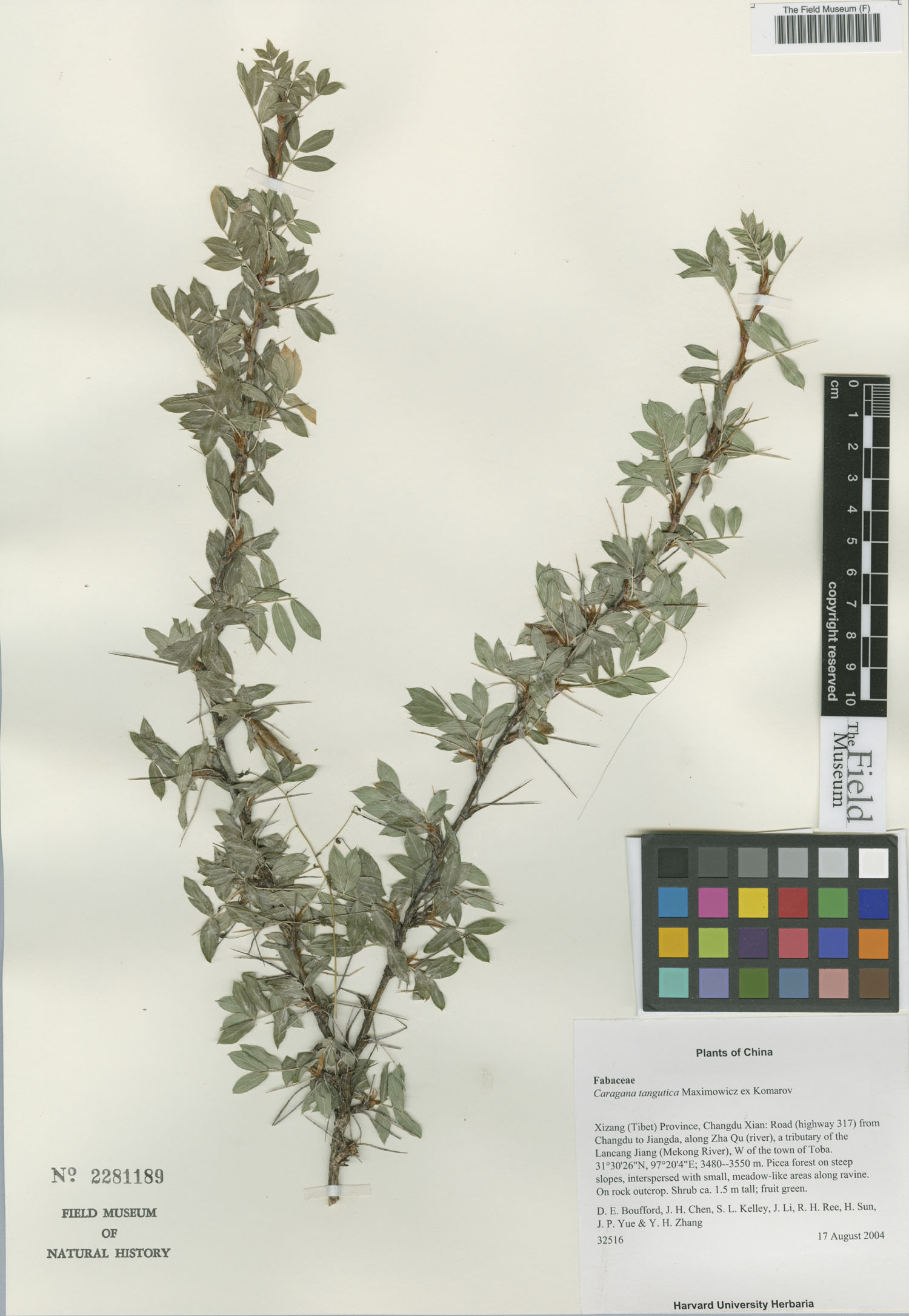 Caragana tangutica