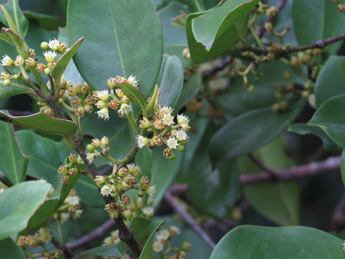 Carallia brachiata
