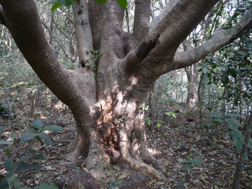 Carallia brachiata (Billabong tree) — photo