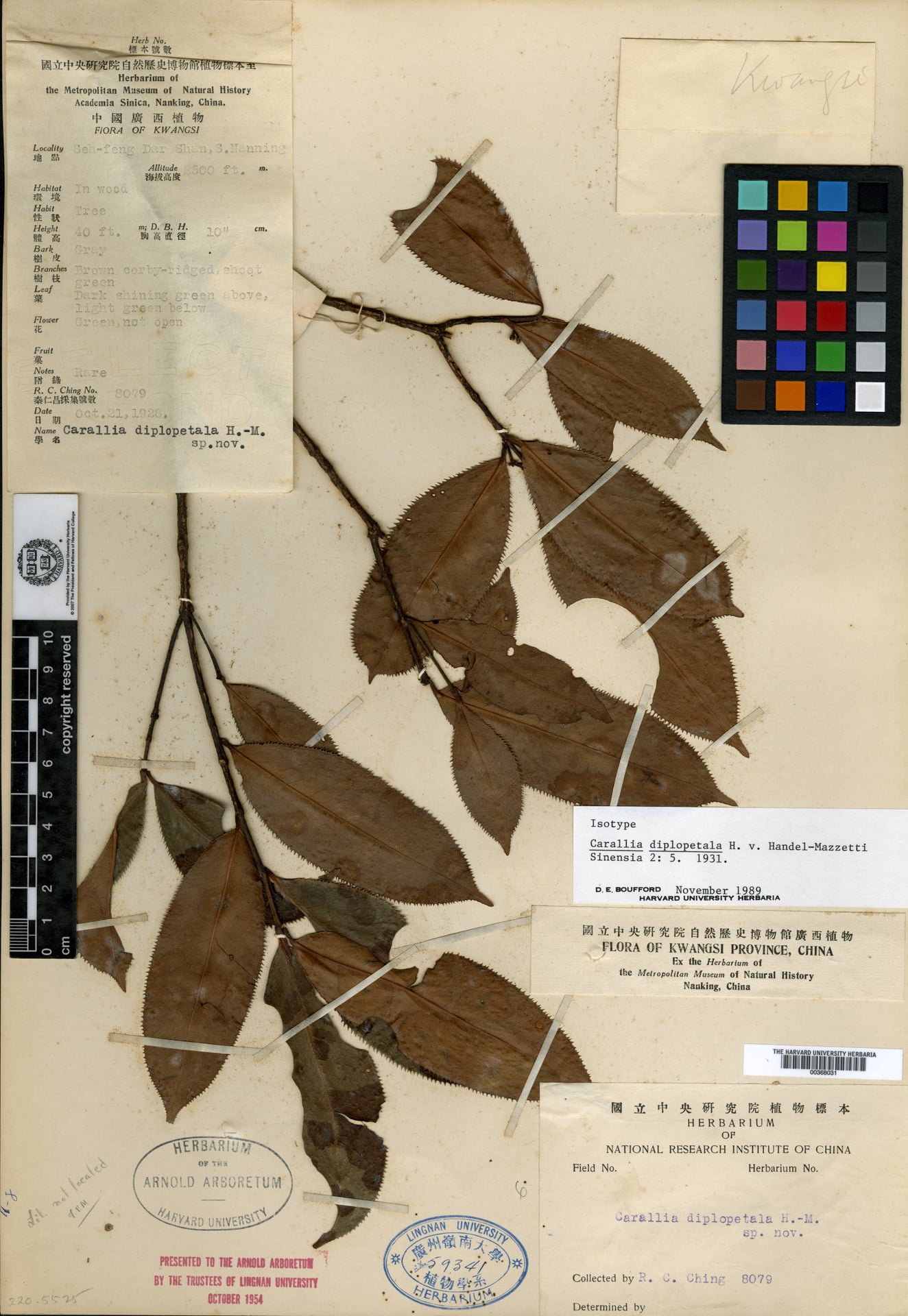 Carallia diplopetala — photo