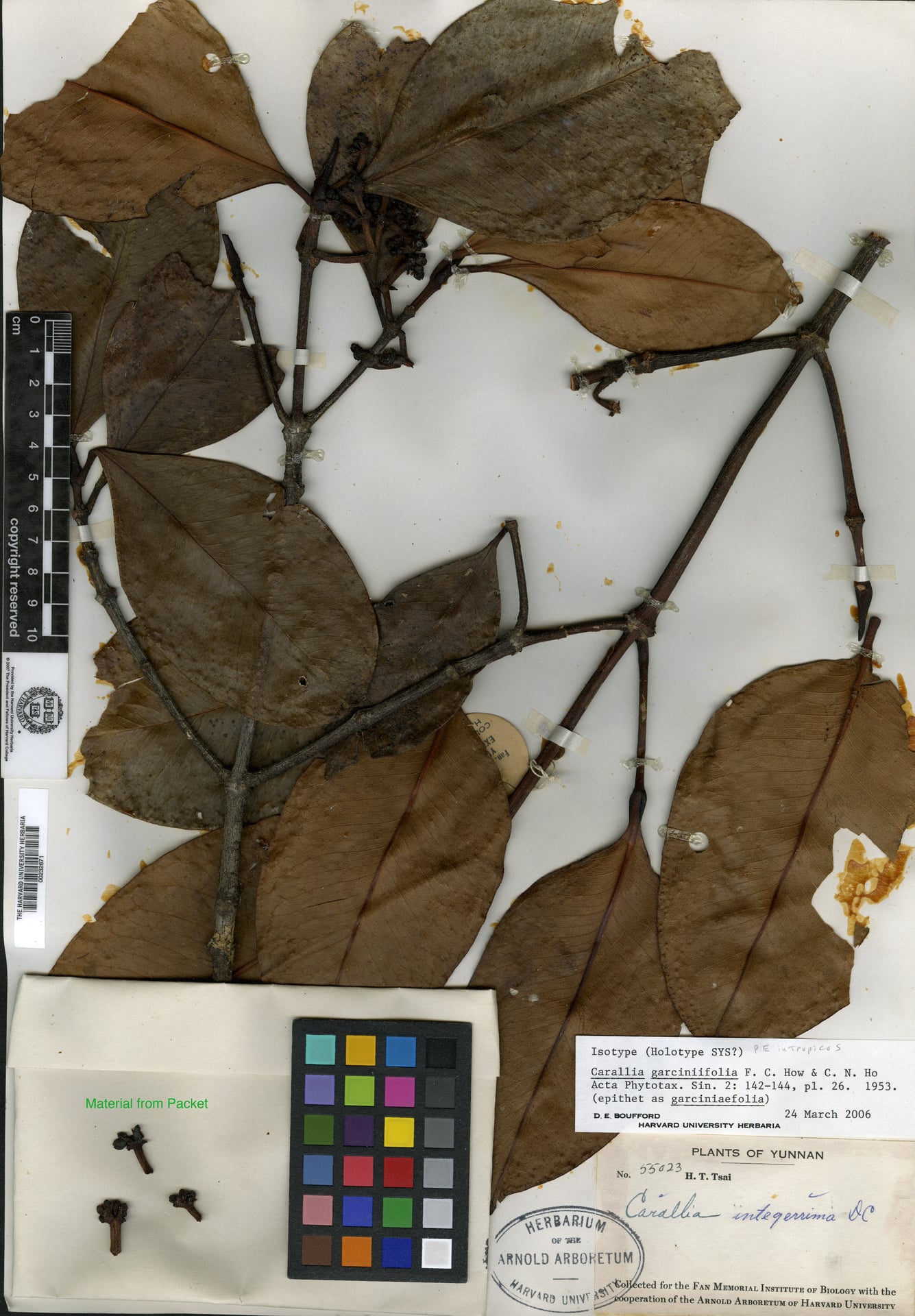 Carallia garciniifolia