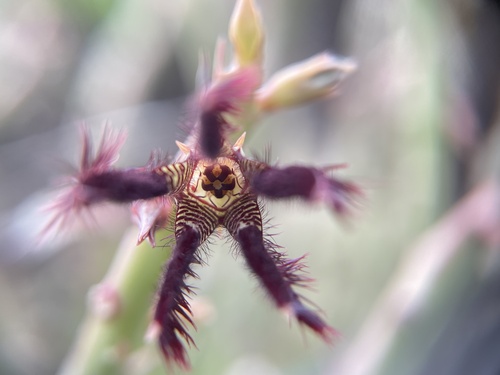 Caralluma adscendens — photo
