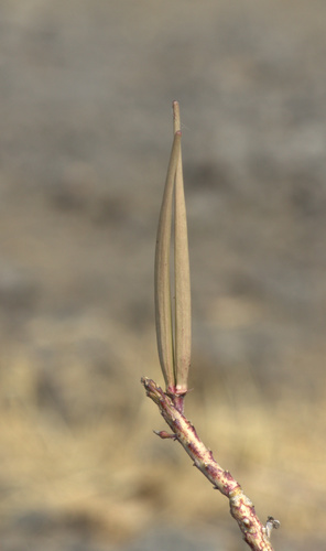 Caralluma adscendens var. attenuata — photo