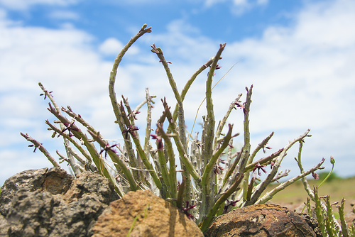 Caralluma adscendens var. attenuata — photo