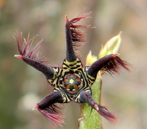 Caralluma adscendens